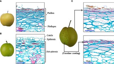 Solving the regulation puzzle of periderm development using advances in fruit skin